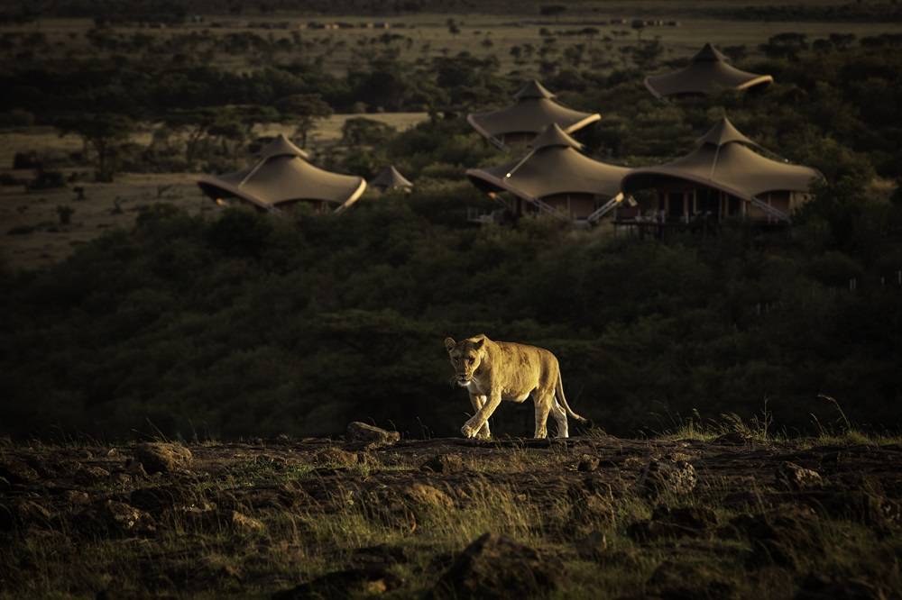 Mahali Mzuri lion in front of camp.jpg